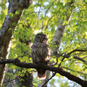 photo Time to Wake-Up! - Taken on the Blackberry Trail on the evening of May 10, 2022 by Violet Hedetniemi