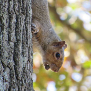photo Gathering Nuts for Fall - Taken when the squirrel  was climbing down a tree near the swing located outside of the visitor center, on October 20, 2022 by Karen Schoenaar