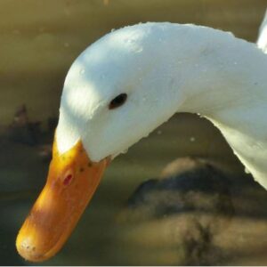 photo A Cute Duck - Taken at the duck pen south of the pig and sheep barn on December 21, 2022 by Mark Laster