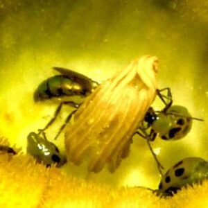 photo Greens in Yellow - Taken in the Woodland Gardens on September 26, 2022 by Mark Laster