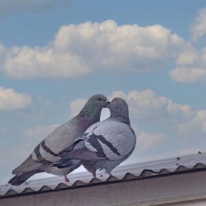 photo Love - Taken in Kinder Farm Park on February 11, 2022 by Tina Duong