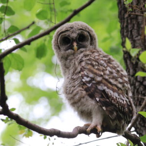 photo Excuse Me - Taken along the Blackberry Trail near the Greenbriar Trail on May 12, 2022 by Aaron Hedetniemi