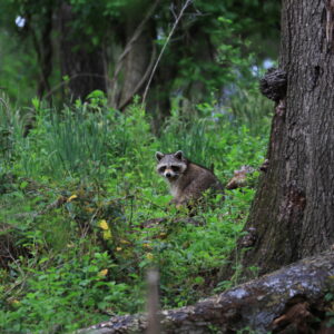 photo Where’s the Cream Filling? - Taken along the Perimeter Trail near the Wildflower Trail on May 11, 2022 by Aaron Hedetniemi