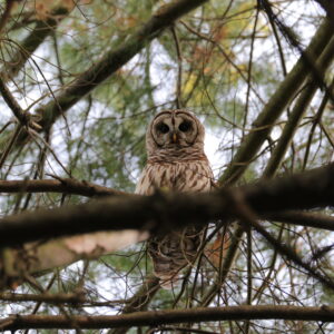 photo Growing Up - Taken at Bunk’s Pond on June 6, 2022 by Aaron Hedetniemi