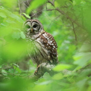 photo Through the Leaves - Taken along the Blackberry Trail near the Greenbriar Trail on May 22, 2022 by Aaron Hedetniemi