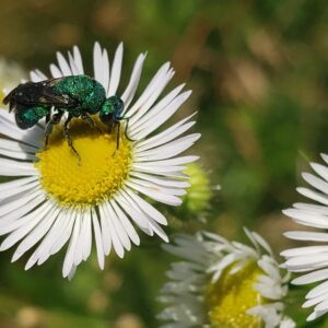 photo Cuckoo Wasp - Taken south of the garden with the bee wall on June 25, 2022 by Shane Windsor