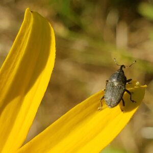 photo Flower Weevil - Taken on the Wildflower Trail on June 25, 2022 by Shane Windsor