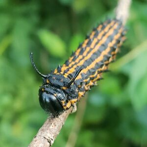 photo Oakworm - Taken south of the chicken coup on August 20, 2022 by Shane Windsor