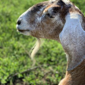 photo Queen Gazelle - Taken in the large dairy goat pen on June 12, 2022 by Marie Gannon