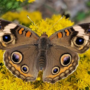 photo Common Buckeye - Taken along the dirt road near the Kinder Farm Garden Plots on September 25, 2022 by Matthew Beziat