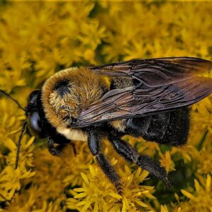 photo Carpenter Bee - Taken along the dirt road near the Kinder Farm Garden Plots on September 25, 2022 by Matthew Beziat