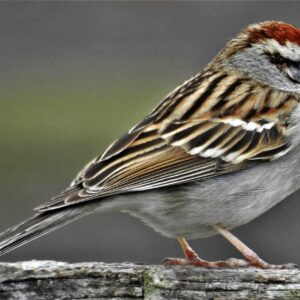 photo Chipping Sparrow - Taken on fence near the barn on March 27, 2022 by Matthew Beziat