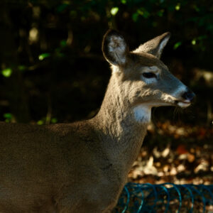 photo Deer in Woods - Taken on the path between the playground and picnic area near the wooded garden with the benches.  Two deer were there eating the holly.  It was taken on December 9, 2022 by Lauren Smith