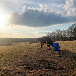 photo Feedin' Time - Taken on March 2, 2022 by Brad Jensema