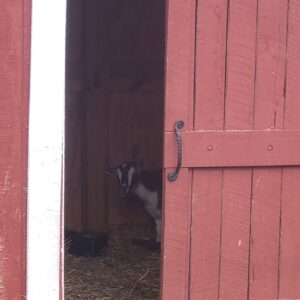 photo Taking a Look Outside - Taken on October 5, 2022 by Brad Jensema