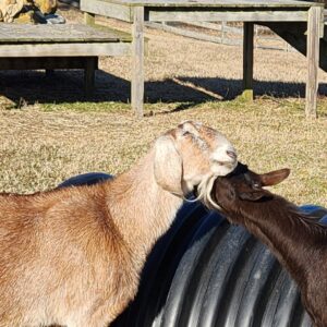 photo Goat Affection - Taken onDecember 27, 2022 by Brad Jensema
