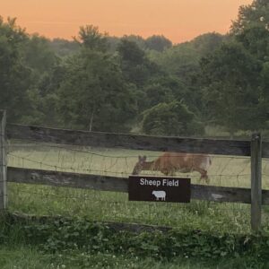 photo That's a Curious Looking Sheep - Taken at dusk looking east over the sheep field on June 25, 2022 by Elizabeth Hoy