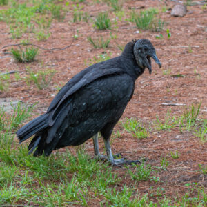 photo Conversations with a Friend - Taken In front of the storage shed just past the Blackberry Trail start on May 20, 2022 by Nisha Wolfe