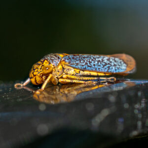photo Broad-headed Sharpshooter - Taken on the Wildflower Trail, at a bench under the large tree where the huge field of tall grass grows on May 9, 2022 by Nisha Wolfe