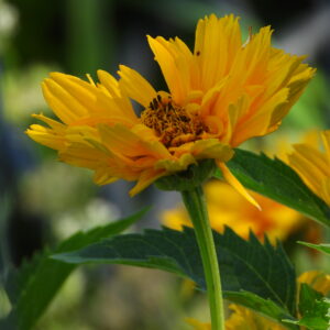photo Yellow Daisey - Taken in the Community Garden are on June 20, 2022 by Mary Gallo