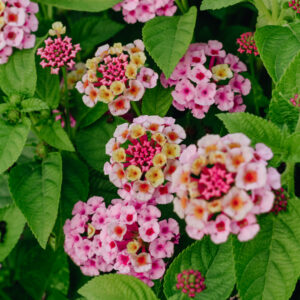 photo Like a Lego - Taken near the Pollinator Garden in September 2022 by Melinda Myers