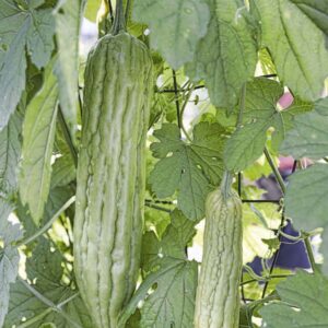 photo Bitter Melon - Taken in kinder farm Park on July 24, 2022 by Tina Duong