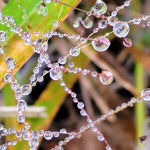 photo Dewdrop Gems - Taken at the perimeter trail by vegetable gardens on October 25, 2022 by Markella Magoulas