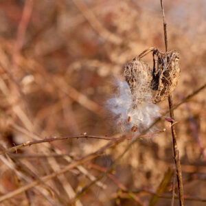 photo Milkweed Seed Pod in - Taken along the Perimiter Trail by a small patch of milkweed, scrub brush, and brambles. It was taken December 28, 2022 by Lauren Smith