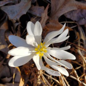 photo First Glimpse of Spring - Taken while walking the Perimeter Trail on April 1, 2022 by Kathryn Pegues