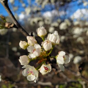 photo Waiting for the Bees - Taken while walking the Perimeter Trail on April 1, 2022 by Kathryn Pegues