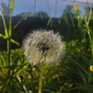 photo Potential - Taken while waiting for my kids to finish sports practice at the ballfields on May 15, 2022 by Kathryn Pegues