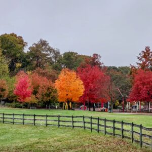 photo Fall Colors - Taken on October 26, 2022 by Mary Gallo
