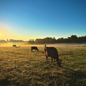 photo Dawn over the Pasture - Taken at the cow pasture on October 9, 2022 by Dominic "Mickie" Vigneri