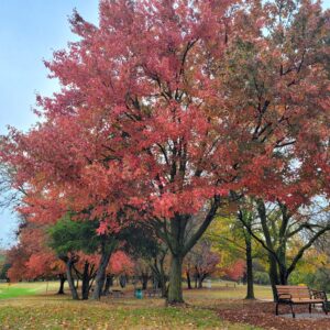 photo Autumn Colors at Kinder - Taken the near the playground on October 25, 2022 by Markella Magoulas