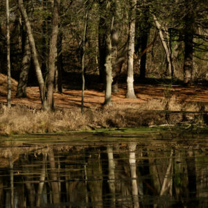 photo Reflections in Bunks Pond - Taken on the shores of Bunks Pond.  I was on the bamboo trail looking across the pond.  It was taken on December 9, 2022 by Lauren Smith