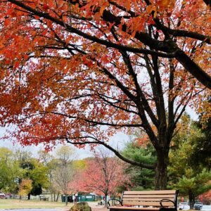 photo Come Sit Awhile - Taken on October 30, 2022 from the perimeter trail and the beautiful color of the tree caught my eye first and the bench looked so inviting... almost like it was calling for someone to come sit and enjoy the splendor! by Kathy Hayes