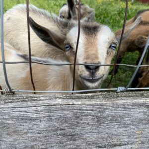 photo Bingo was his Name-o - – I met Bingo and his caretaker when I was visiting the farm in May 2022! He was my favorite and came right up to the fence and smiled. His caretaker even let me pet him. by Clover Hicks