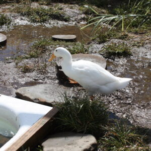 photo Duck - Taken at the duck enclosure in September 2022 by Ronan Friend