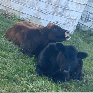 photo Cow Friends - Taken at Kinder Farm Park on November 5 , 2022 by Alyson Henretty