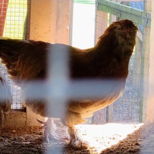 photo Through the Gate - Taken in the farm animal area in mid-October 2022 by Zoey Sowles