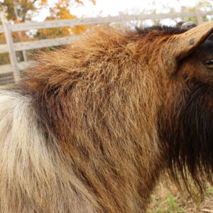 photo The Thicker the Fur-The Colder the Winter - Taken by the barns on November 6, 2022 by Julianna Cooke
