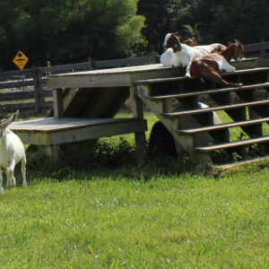 photo Did Somebody Say Lunch? - Taken on July 16, 2022 by Julianna Cooke