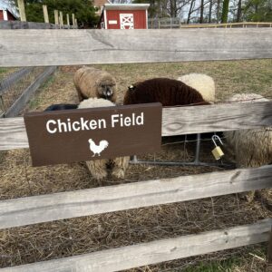 photo Those are some weird Chickens - Taken just after feeding the wool sheep on April 18, 2022 by Paul Hoy