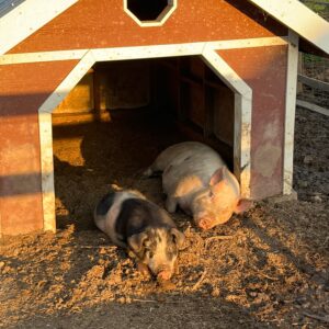 photo Best Friends Forever - Taken of two piglets enjoying a sunset snooze on April 23, 2022 by Elsie Hoy