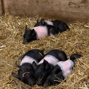 photo Rock-a-by Babies - Taken March 5, 2022, a few weeks after Daisey’s piglets were born by Elsie Hoy