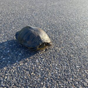 photo Why did the turtle cross the road? - Taken on the park entrance road before being relocated to a safer spot on May 29, 2022 by Elsie Hoy