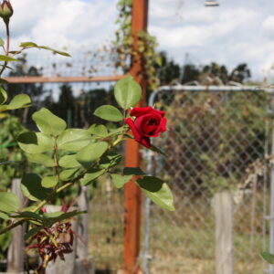 photo Grandma’s Favorite - Taken at the  Community Gardens in September 2022 by Ronan Friend