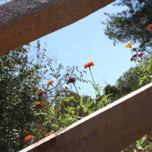 photo Bee Flowers - Taken at the Community Gardens in September 2022 by Ronan Friend