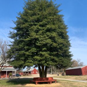 photo Standing Tall - Taken at noon of the Holly Tree standing in front of the Kinder homestead on December 4, 2022 by Elsie Hoy