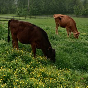 photo Buttercup Fields - Taken in the pasture on May 14, 2022 by Enzo Cusate